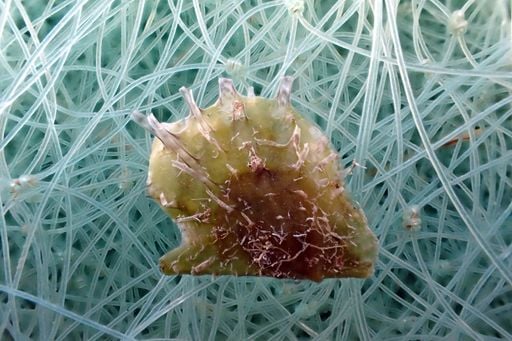 Una ostra invasora de origen tropical se expande por el Mediterr&aacute;neo occidental mientras sus aguas se calientan