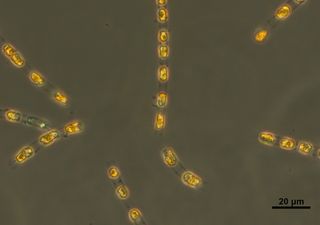 Ostseealgen verändern sich genetisch: Jahrtausende waren sie stabil – bis der Mensch kam