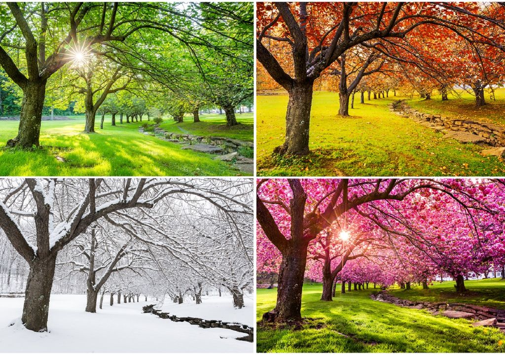 Verano; otoño; invierno; primavera Verano; otoño; invierno; primavera