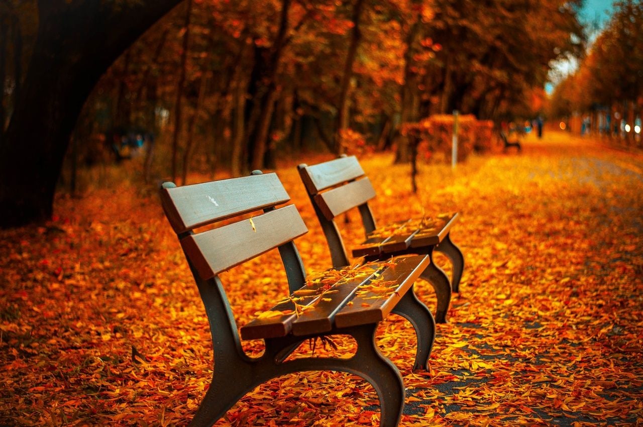 Imagen típica del otoño con hojas caídas en el suelo. Fuente: PXHERE.com CC0 Dominio publico