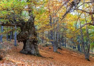 Cambian de color y caen las hojas: "otoño en Castilla, es maravilla"