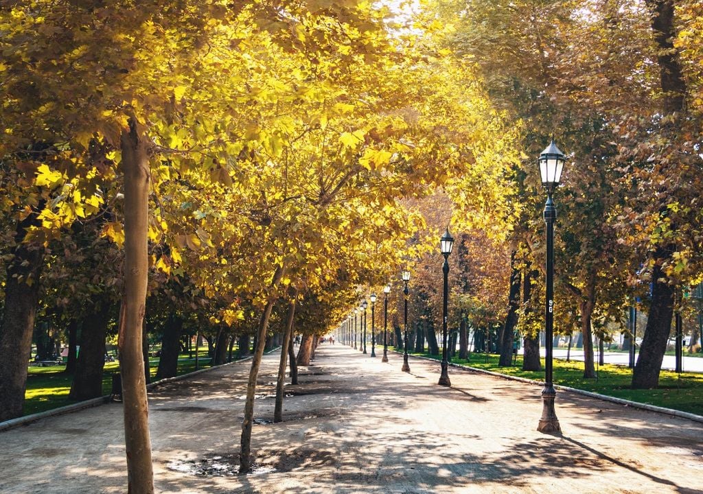 La mayoría de los árboles en las ciudades de Chile son de hoja caduca.