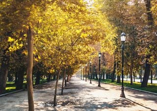 Otoño en la ciudad: ¿Por qué necesitamos árboles que no pierdan las hojas esta temporada?