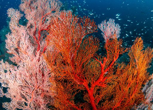 O&ugrave; peut-on admirer le corail g&eacute;ant r&eacute;cemment d&eacute;couvert par les scientifiques de la NOAA ?