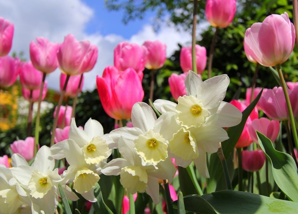 Jonquille, tulipe, perce-neige, crocus… Ces fleurs sont belles, colorées et surtout de saison !