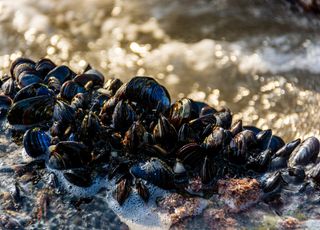 Ouest américain et canadien : la canicule a tué la faune marine !