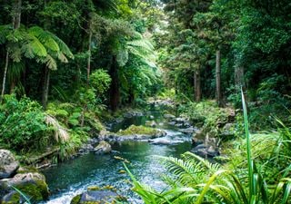 Our warming climate is causing plants to migrate