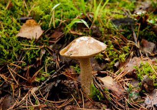 Outono: a mágica época da chuva e dos cogumelos!