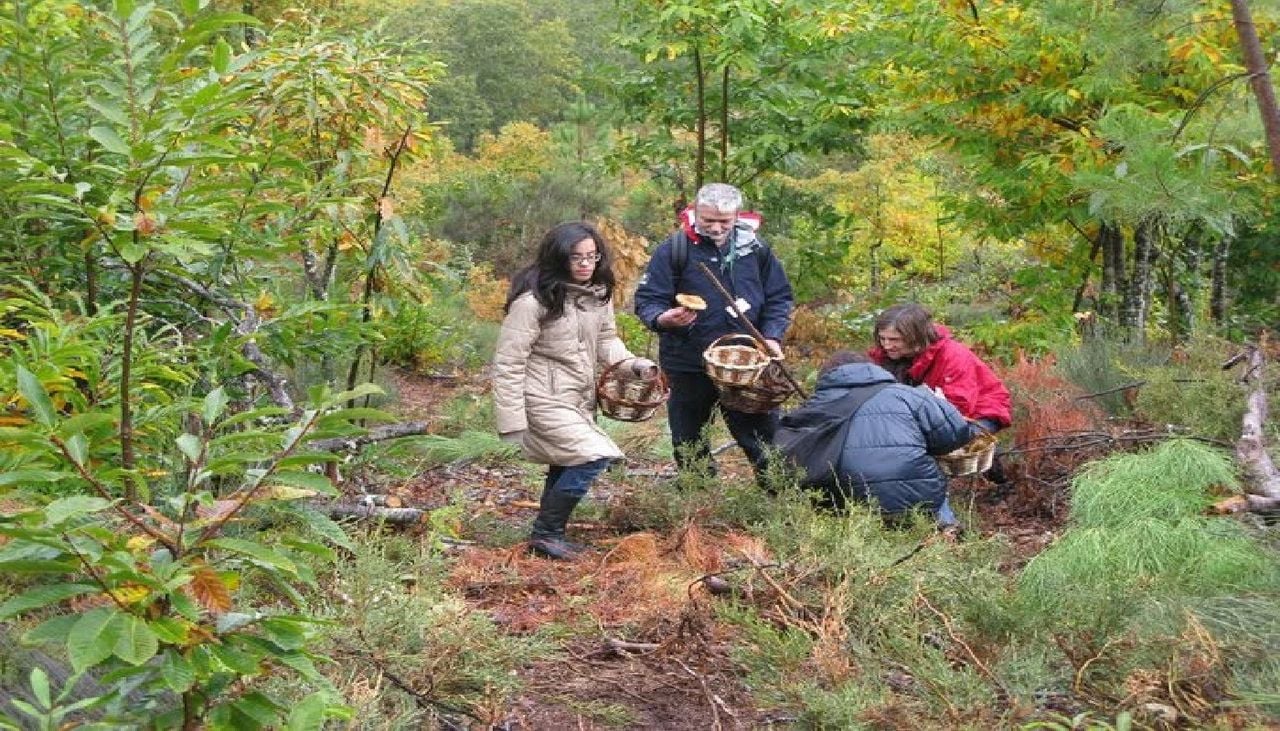 Os recolectores encontram menos cogumelos nos bosques transmontanos devido ao início do outono quente e seco. Foto: A Pantorra/Facebook