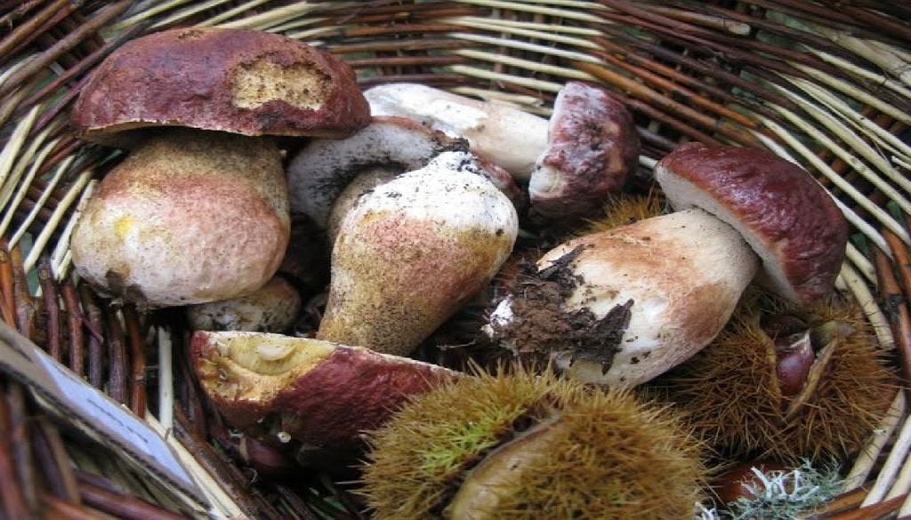 Boletos (Boletus edulis pinophilus) Conhecidos na região como boletos ou tortulhos, são muito apreciados na gastronomia transmontana. Foto: A Pantorra/Facebook