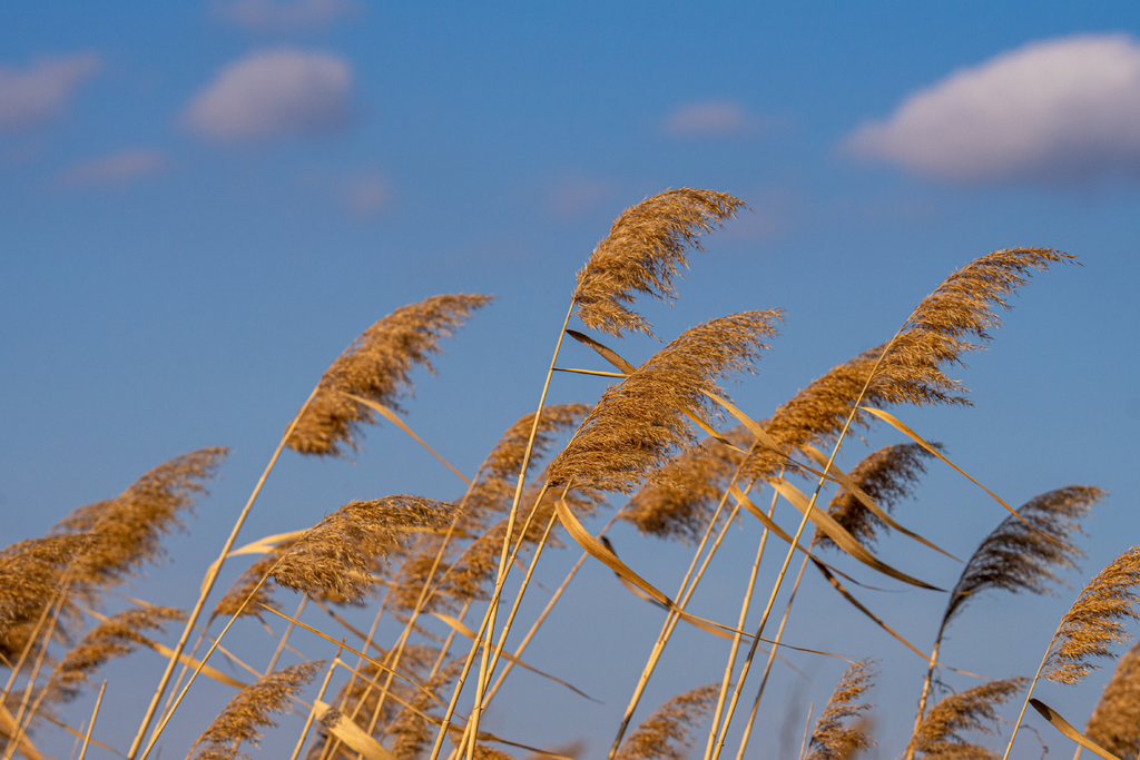 Dry and Windy Across the Plains