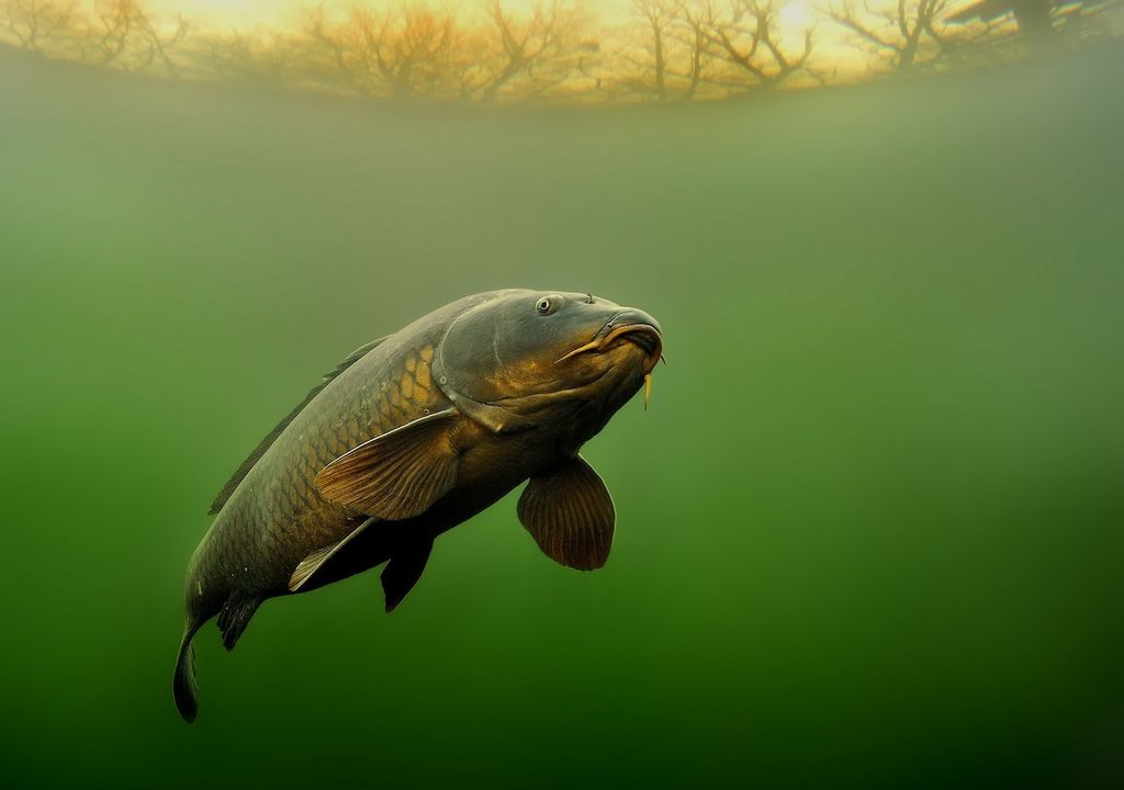 Espécies de peixes de rio.