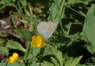 Over half of Britain’s butterfly species under threat