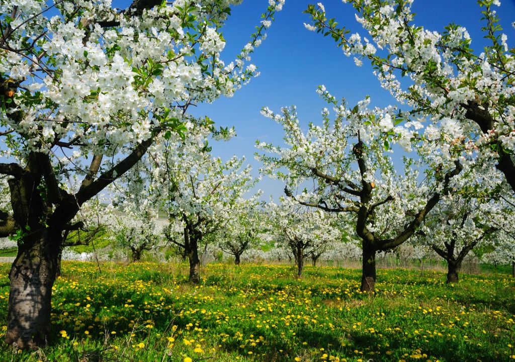 Orchard Blossom