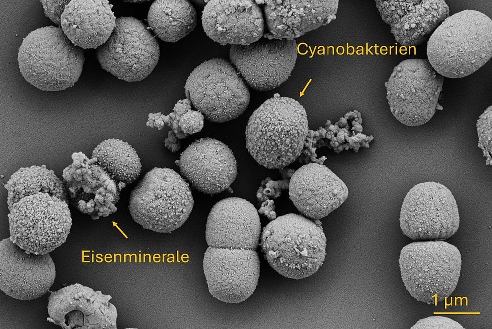 Micrografías electrónicas de barrido de la cianobacteria esférica Synechococcus sp. PCC7002 y los minerales de hierro precipitados. Fuente: Universidad de Tubinga