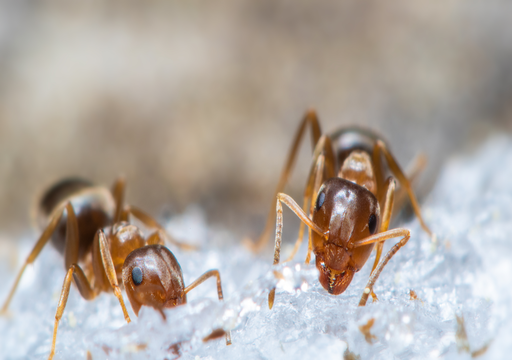 Ozon in der Luft macht Ameisen zu Feinden &ndash; wie Umweltverschmutzung die soziale Ordnung von Insekten zerst&ouml;rt stark arg!