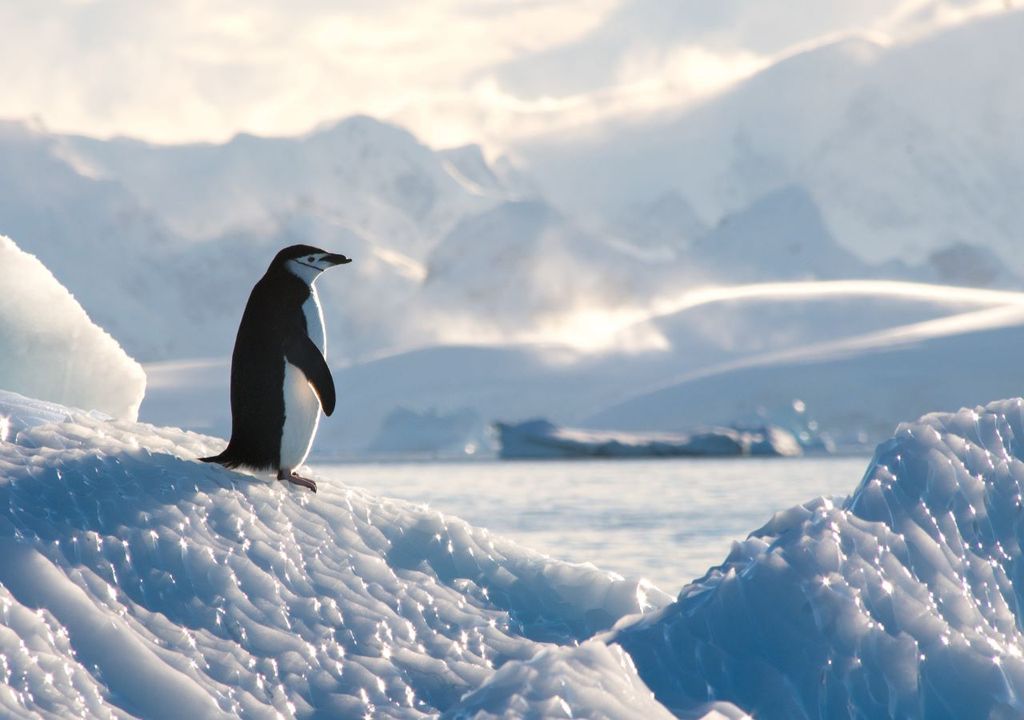 A chinstrap penguin in Antarctica, where a hole in the ozone layer was discovered
