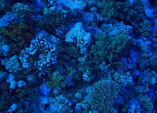 Pacífico: novas criaturas descobertas numa fenda do mar profundo