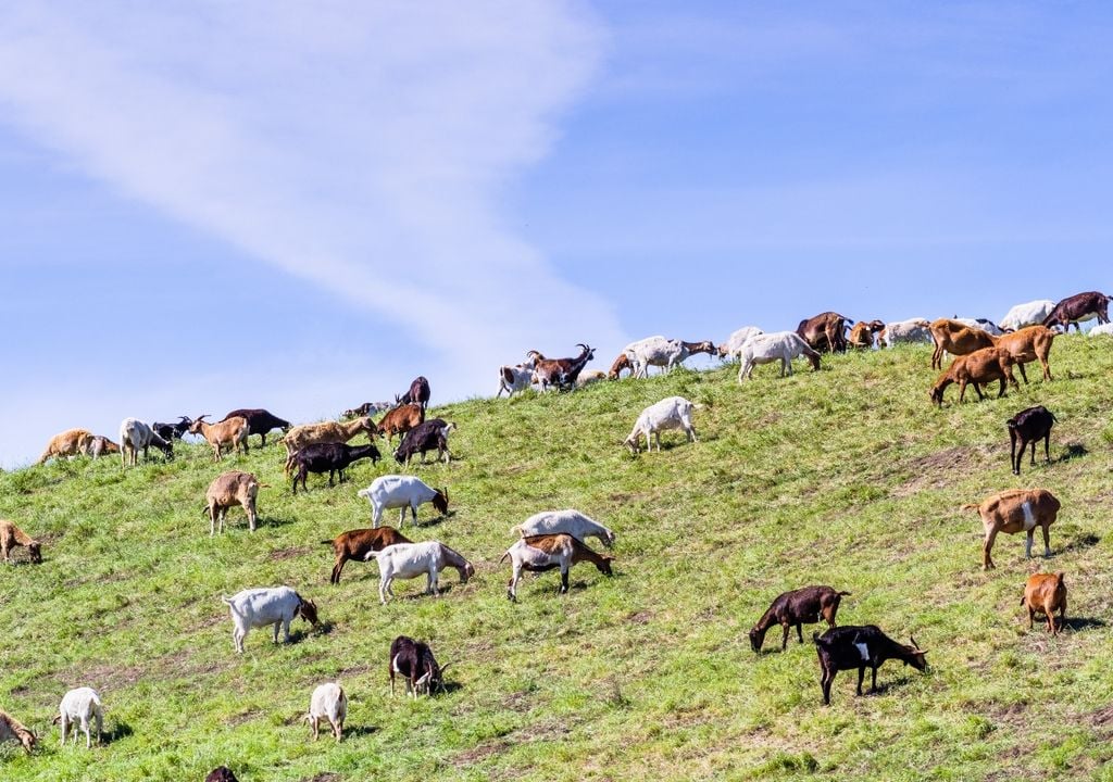 ganado El pastoreo estratégico permite controlar las malezas que pueden convertirse en combustible para incendios forestales.