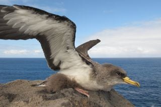 Uso de pájaros, como bioindicadores, para vigilar los plásticos acumulados en el Atlántico Norte