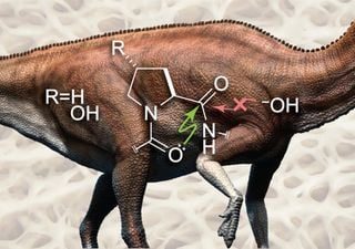 Palaeontology: Why does dinosaur collagen have such amazing staying power?