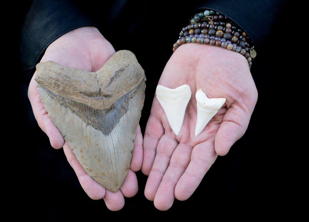 Fossile Dent Requin Megalodon