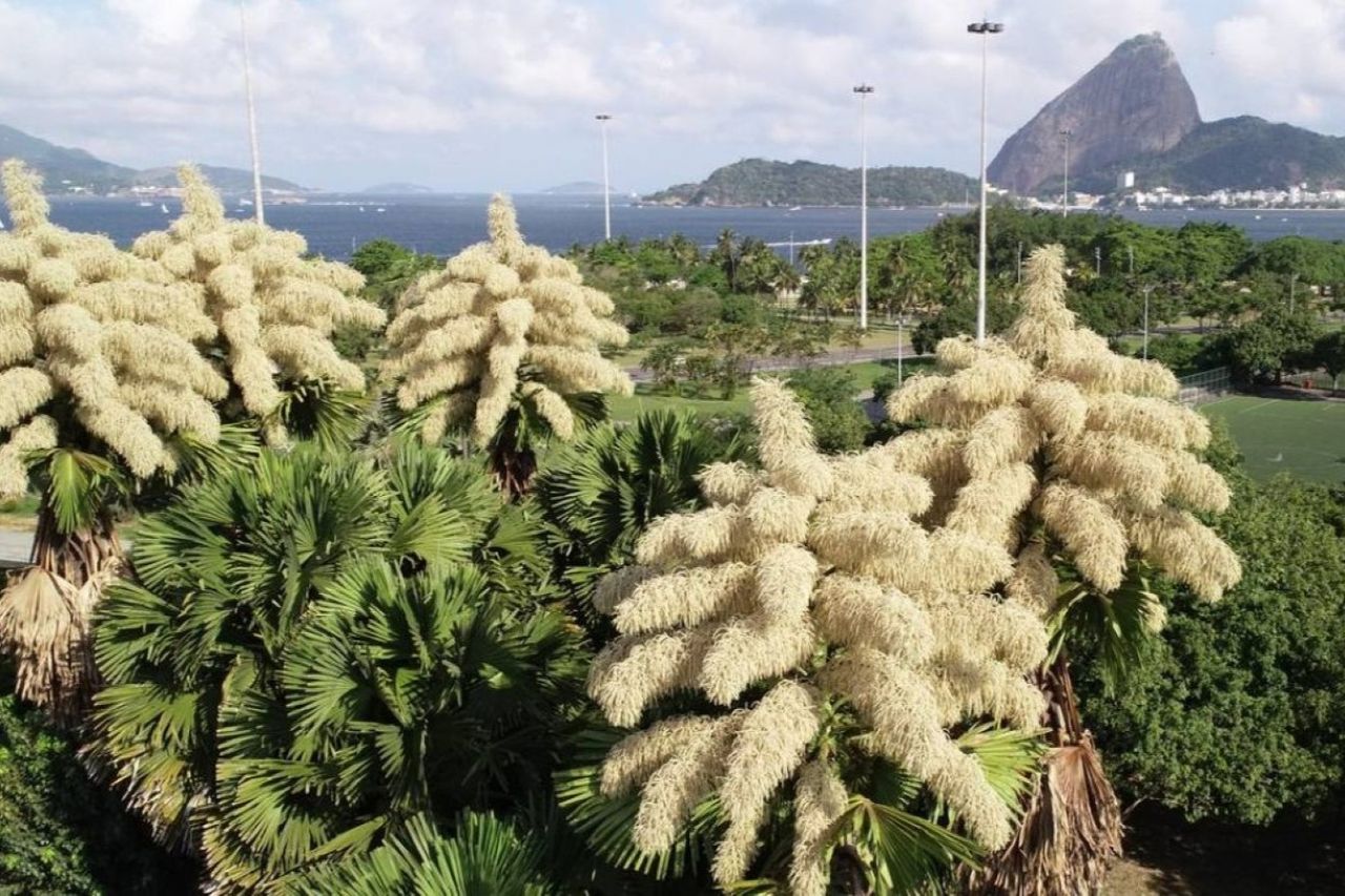 Palmeras raras florecen en Río después de más de medio siglo, encantando a residentes y turistas. Crédito: Comunicado de Prensa de O Globo