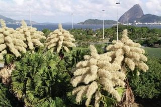 Palmeiras raras florescem após 70 anos no Rio de Janeiro: fenômeno acontece apenas uma vez na vida das plantas