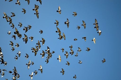 Las palomas se orientan utilizando sensores magn&eacute;ticos en su h&iacute;gado