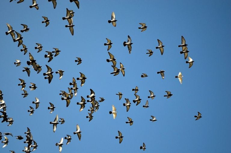 Las palomas se orientan utilizando sensores magn&eacute;ticos en su h&iacute;gado