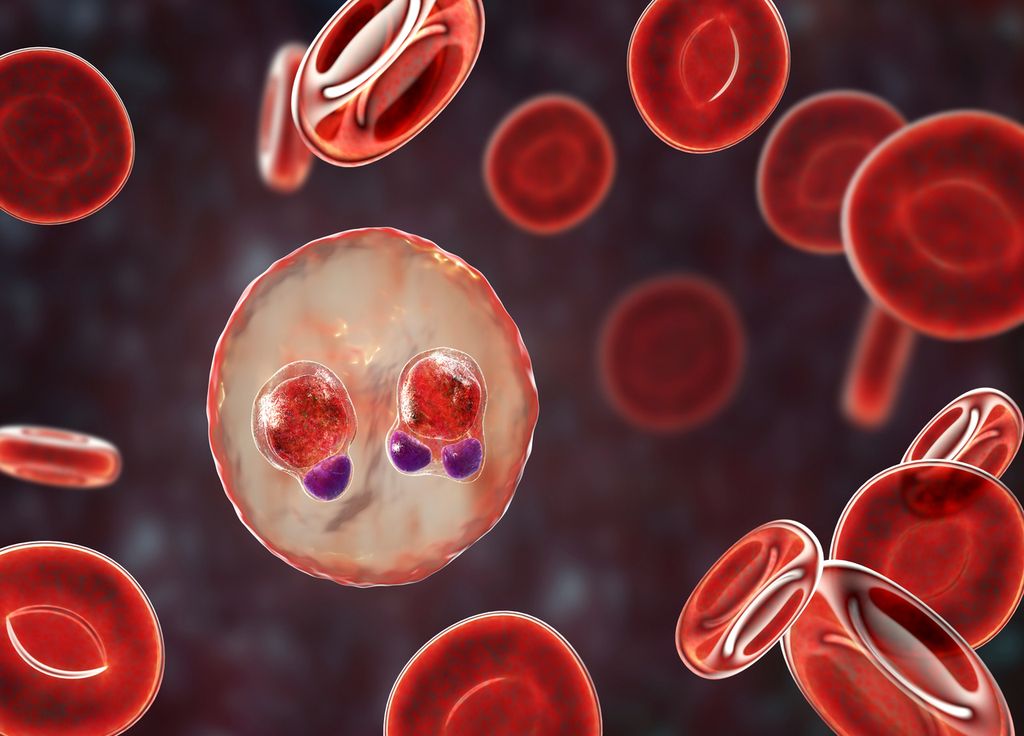 Cellule sanguine paludisme malaria