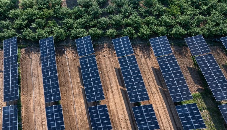 "Paneles solares que no hacen sombra": el invento espa&ntilde;ol que revoluciona la convivencia entre agricultura y energ&iacute;a