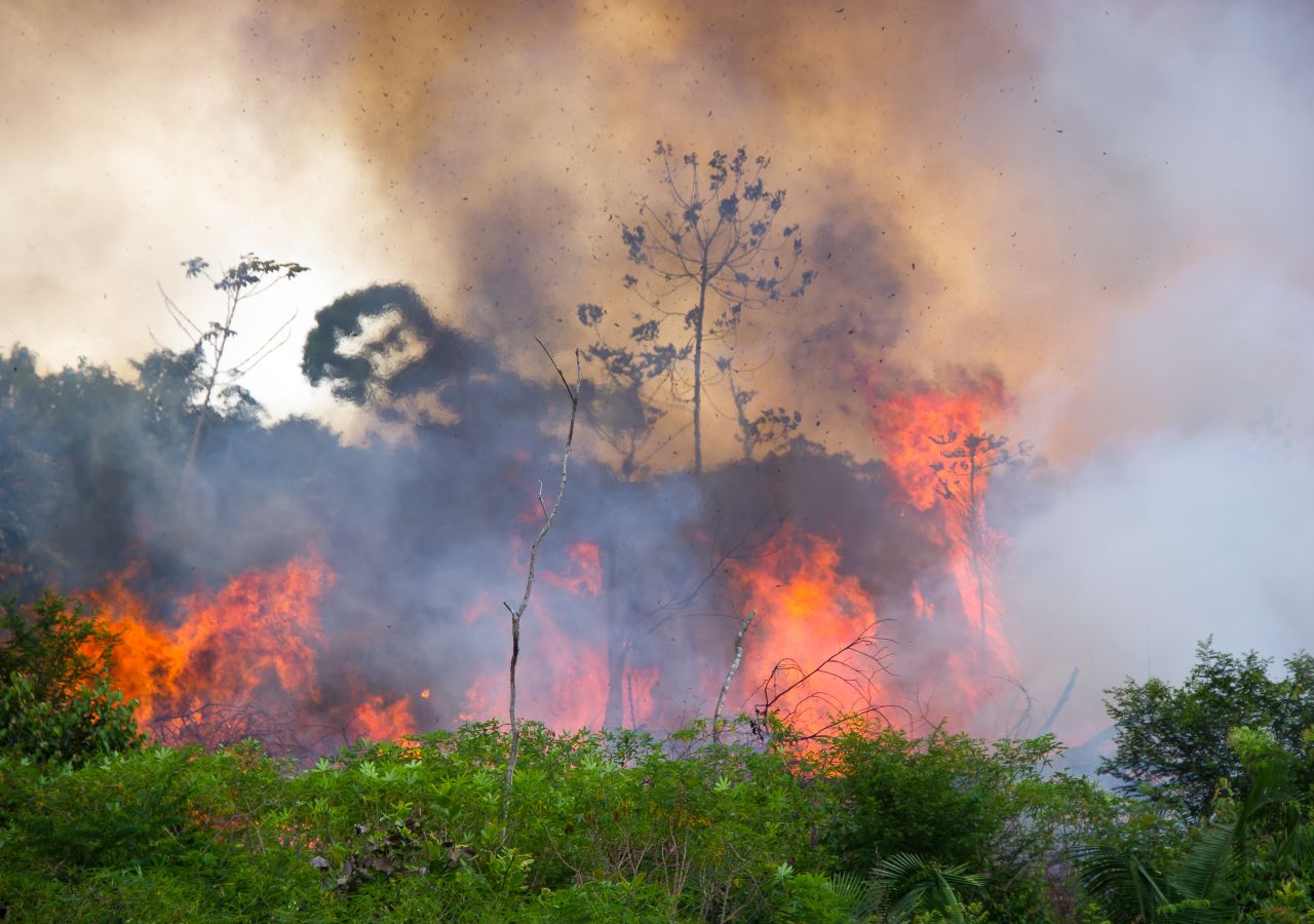 Amazônia em Chamas 20: “Tudo que vai queimar está pela frente