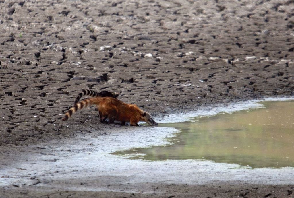 Quati toma água nos arredores da rodovia Transpantaneira, em Poconé (MT), em setembro de 2020, durante uma grande seca no Pantanal. Crédito: Ernesto Carrico / NurPhoto via Getty Images