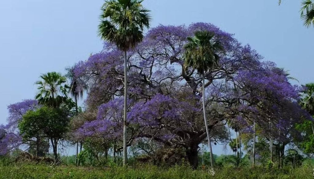 Árvores de tarumã (Vitex cimosa) no Pantanal. Foto: Walfrido Tomas/ G1