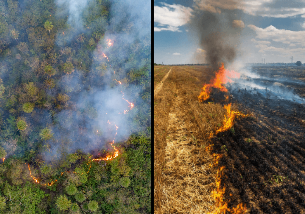 Pantanal, Cerrado e Amazônia