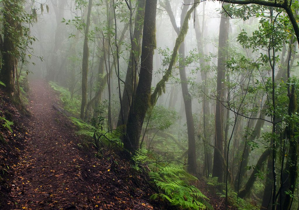 Bosque de Laurisilva, parque nacional de Garajonay, en la isla de la Gomera. Bosque de Laurisilva, parque nacional de Garajonay, en la isla de la Gomera.