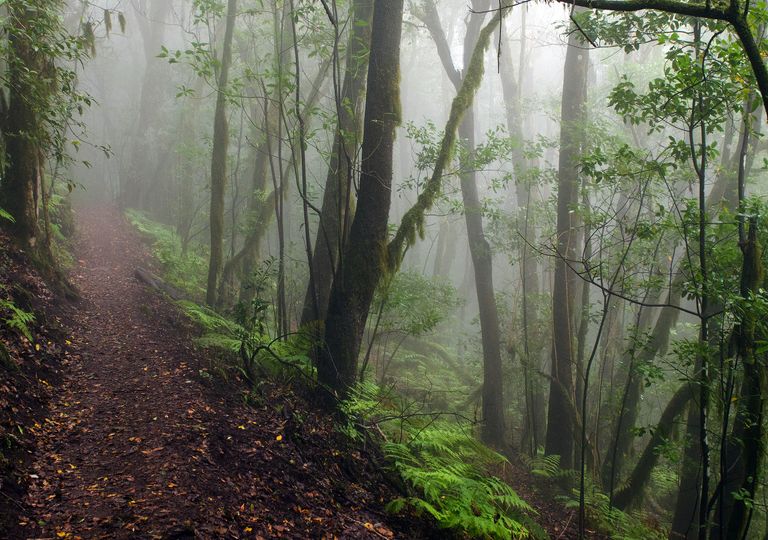 Bosque de Laurisilva, parque nacional de Garajonay, en la isla de la Gomera. Bosque de Laurisilva, parque nacional de Garajonay, en la isla de la Gomera.
