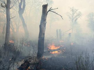 Papel mitigador del calentamiento global y la quema de vegetación