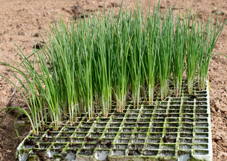 Par ce temps, que faire dans son jardin / potager en France ? 