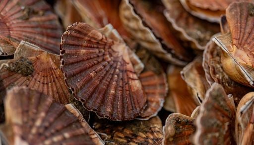 Par quoi ces 2 fr&egrave;res du nord de la France ont-ils d&eacute;cid&eacute; de remplacer la plastique ?