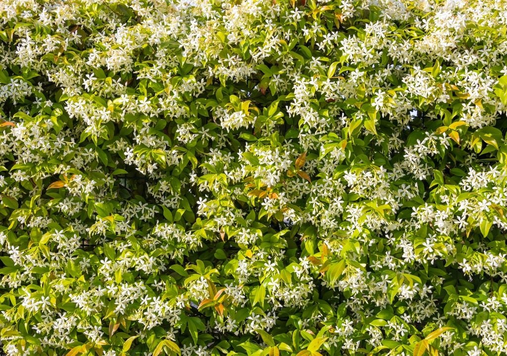 enredadera El jazmín estrella mantiene su follaje verde durante todo el año y, cuando llega la primavera, se cubre de flores blancas con un intenso perfume que puede aromatizar jardines durante varias semanas.