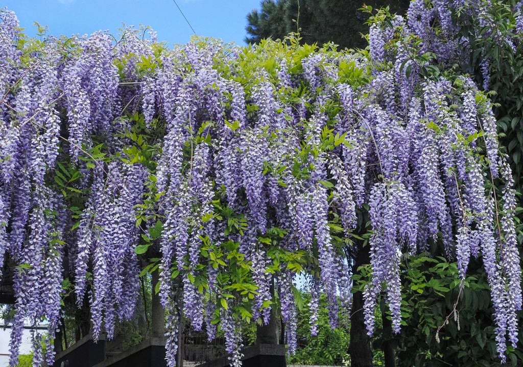 glicina Los largos racimos de flores de la glicina pueden superar los 30 centímetros de longitud y convertir pérgolas, galerías y arcos en uno de los principales atractivos del jardín durante la primavera.