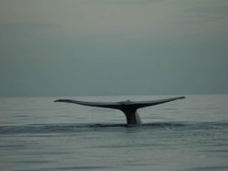 Los mejores lugares de México para la observación de ballenas grises: de Los Cabos a Ensenada