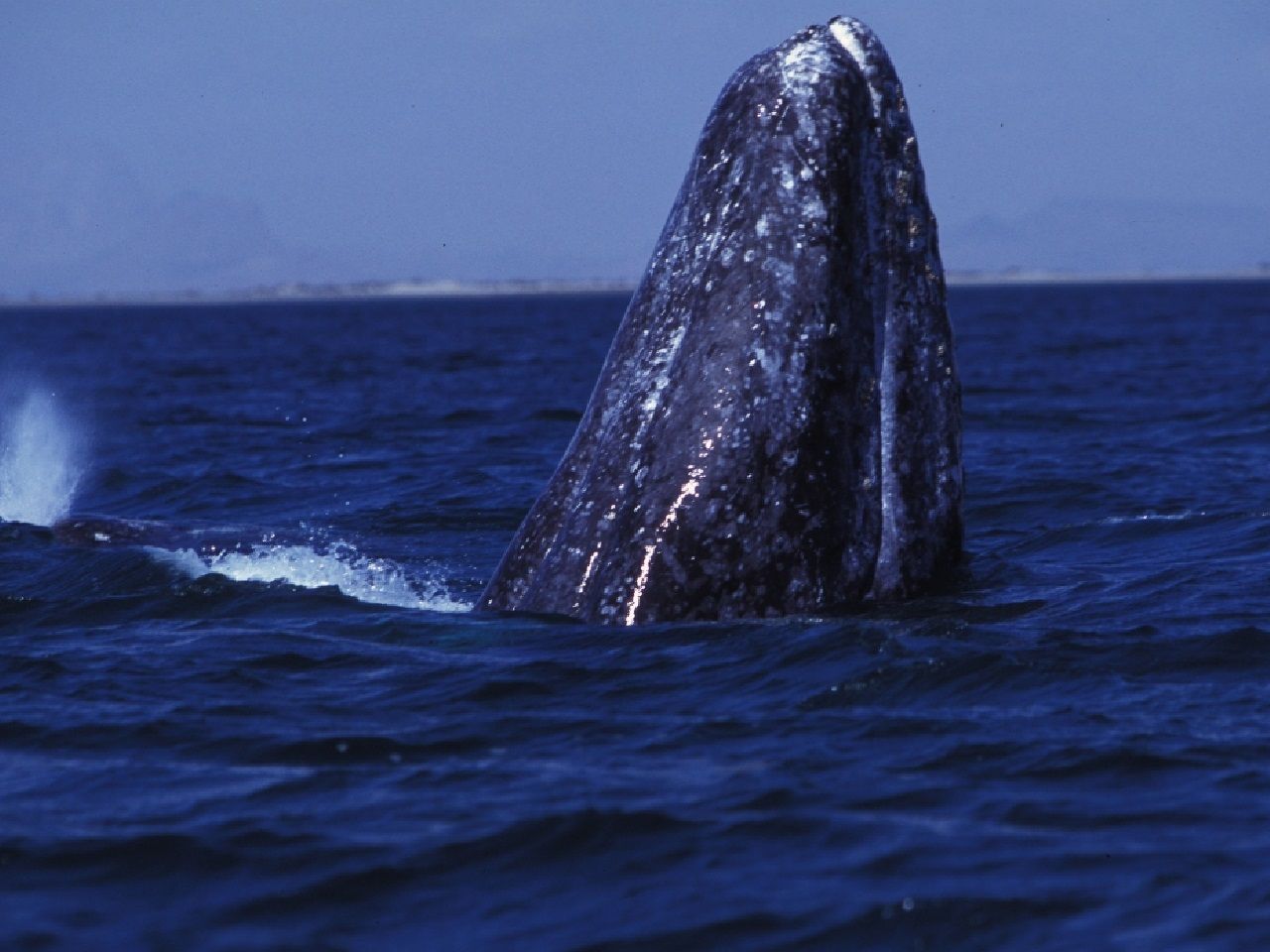 México se distingue, por ser un territorio santuario de diversas especies de fauna, como las ballenas. Imagen tomada de: Gobierno de México / CONANP