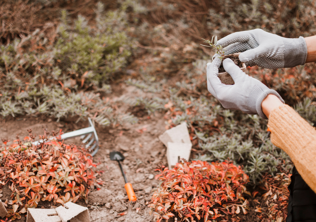 Cenizas plantas Al contener diversos minerales, mezclar cenizas con tierra (de forma moderada) hace más fértil el suelo.