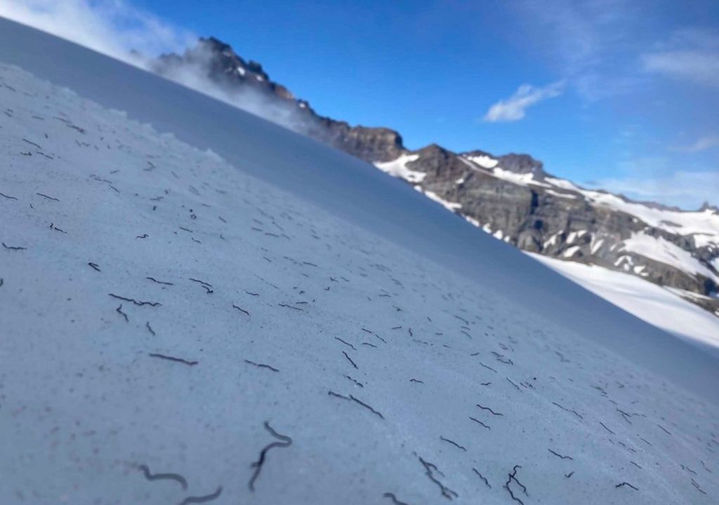 gusanos de hielo en el glaciar