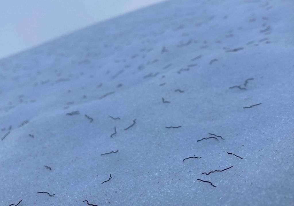 gusanos de hielo en glaciares