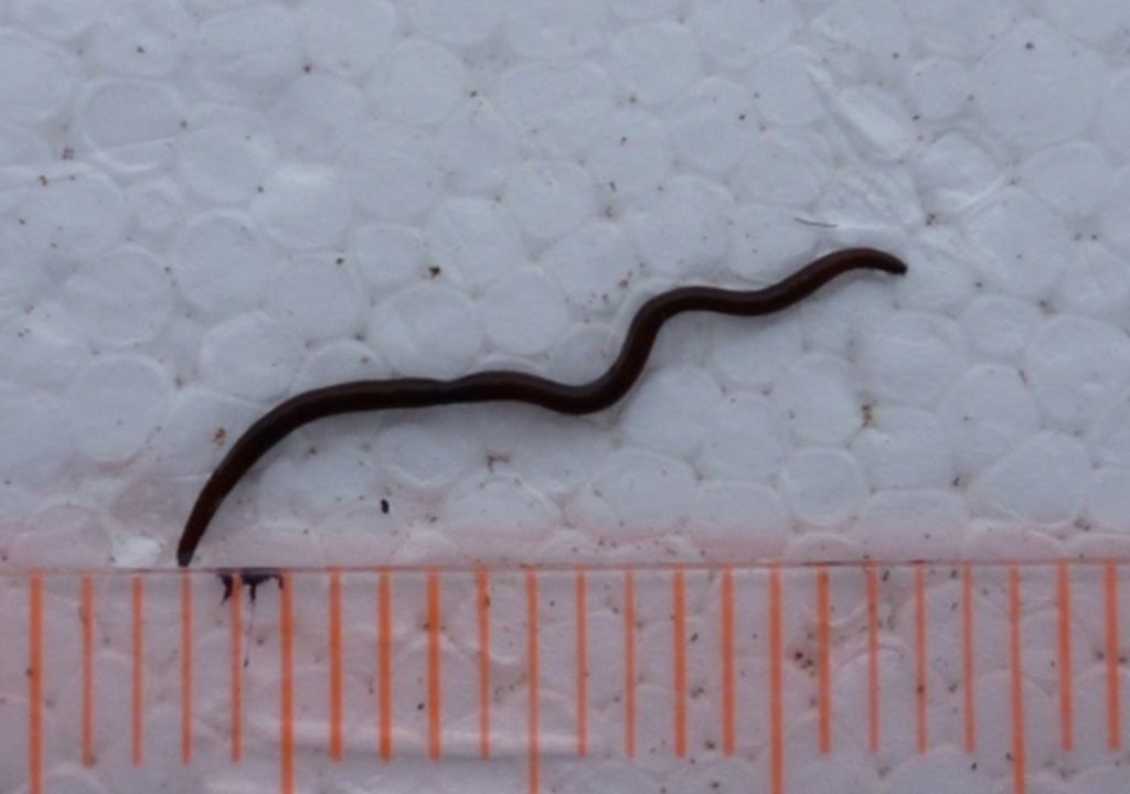 gusanos de hielo en glaciares