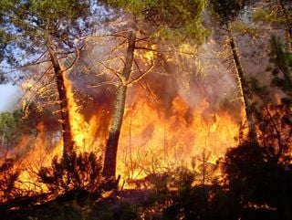 Paradojas de los incendios forestales globales: el impacto humano empeora a medida que disminuye el área total quemada